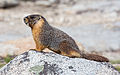 "Marmota_flaviventris_(Yellow_Bellied_Marmot),_Yosemite_NP_-_Diliff.jpg" by User:Diliff